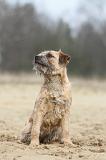 BORDER TERRIER 021